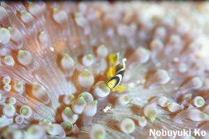 kashiwajima-kumanomi