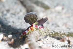 kashiwajima-hotatetsunohaze